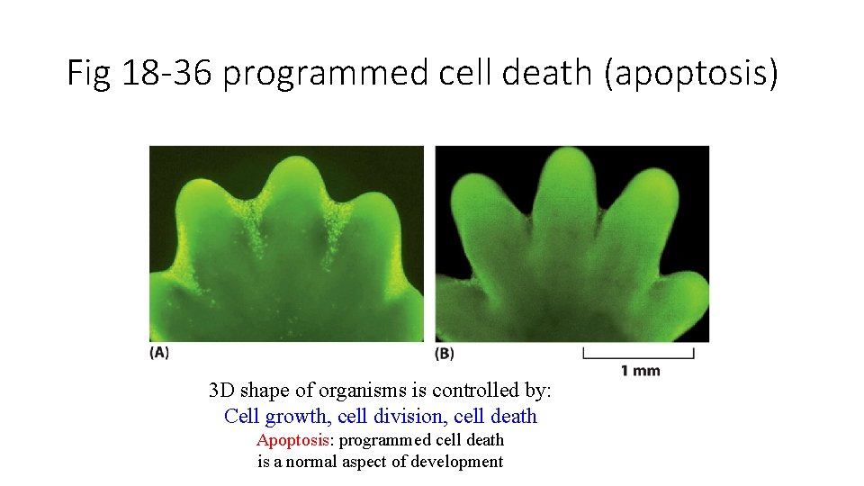Fig 18 -36 programmed cell death (apoptosis) 3 D shape of organisms is controlled
