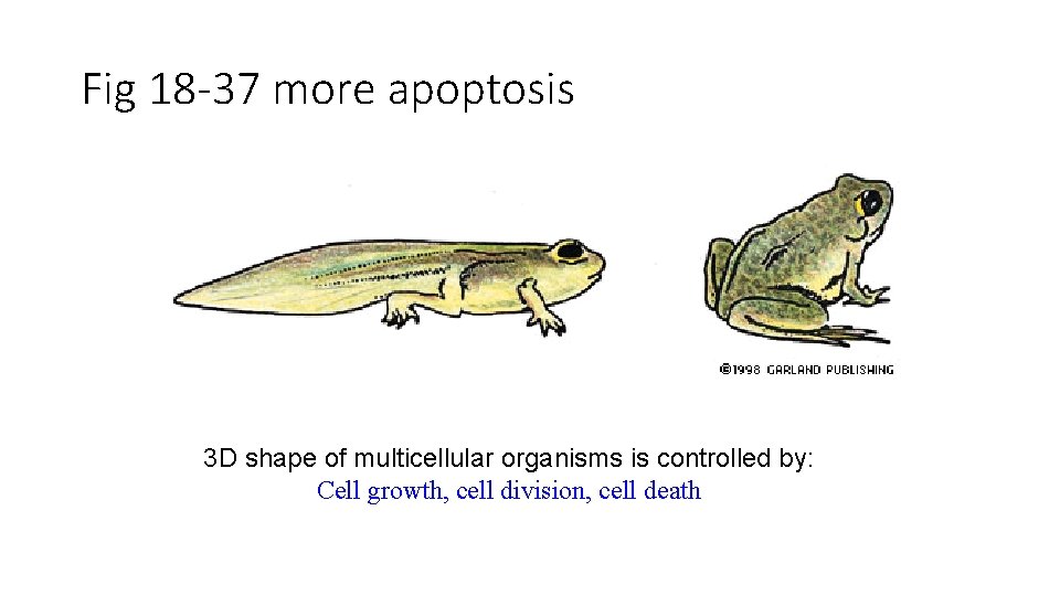 Fig 18 -37 more apoptosis 3 D shape of multicellular organisms is controlled by: