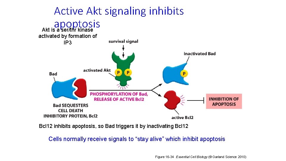 Active Akt signaling inhibits apoptosis Akt is a ser/thr kinase activated by formation of