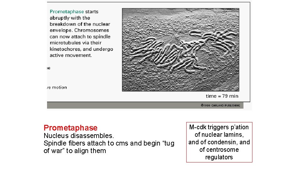 Prometaphase Nucleus disassembles. Spindle fibers attach to cms and begin “tug of war” to