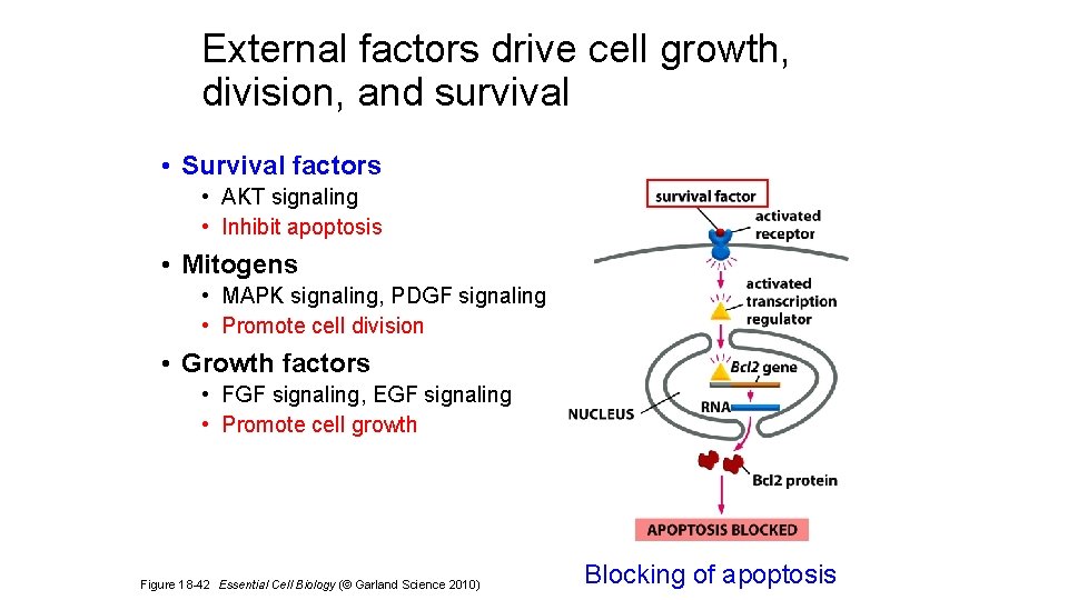 External factors drive cell growth, division, and survival • Survival factors • AKT signaling