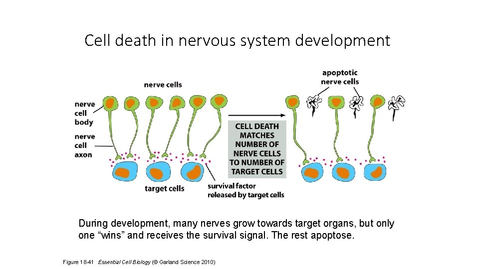 Cell death in nervous system development During development, many nerves grow towards target organs,