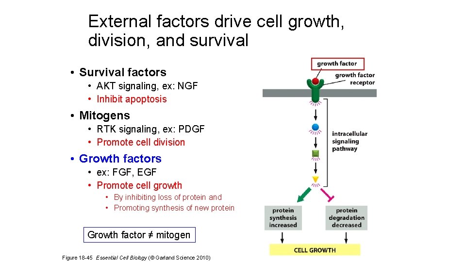 External factors drive cell growth, division, and survival • Survival factors • AKT signaling,