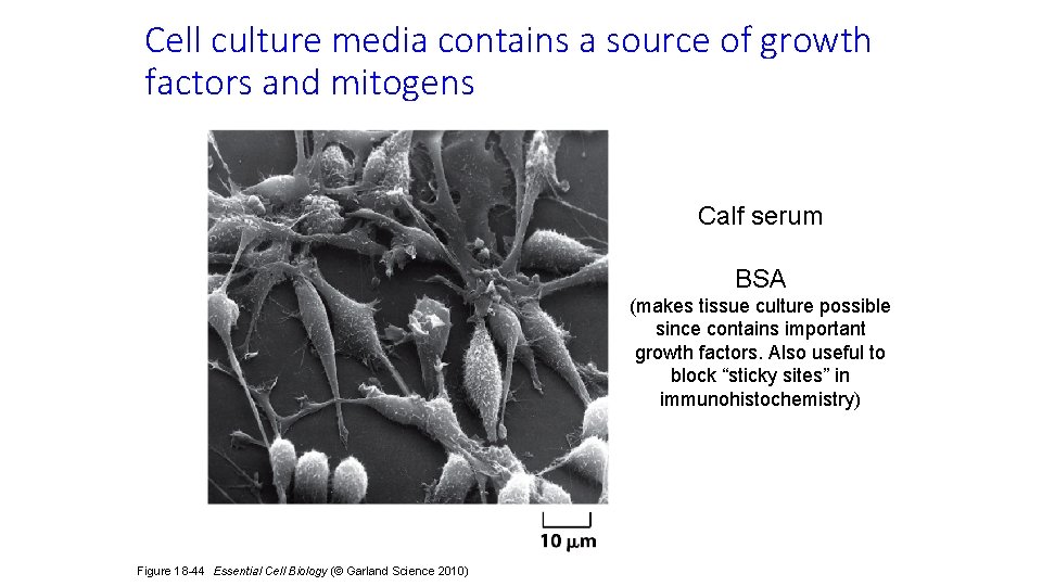 Cell culture media contains a source of growth factors and mitogens Calf serum BSA