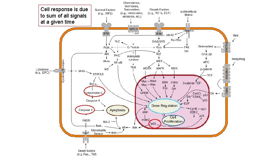 Cell response is due to sum of all signals at a given time 