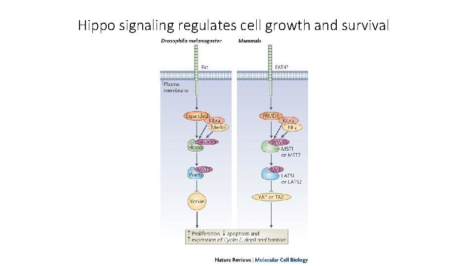 Hippo signaling regulates cell growth and survival 