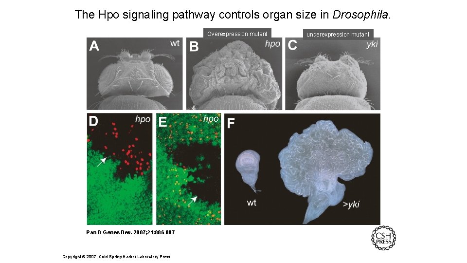 The Hpo signaling pathway controls organ size in Drosophila. Overexpression mutant Pan D Genes