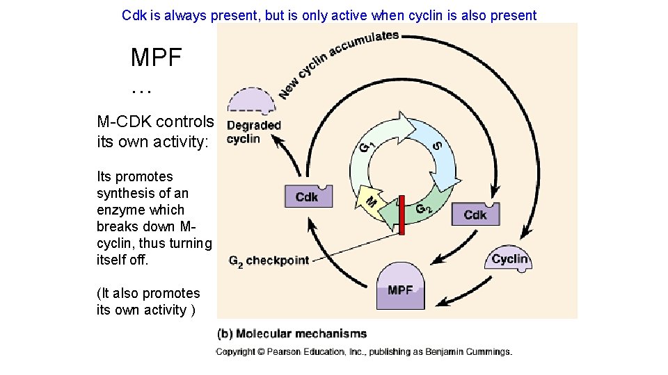 Cdk is always present, but is only active when cyclin is also present MPF