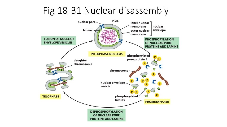 Fig 18 -31 Nuclear disassembly 