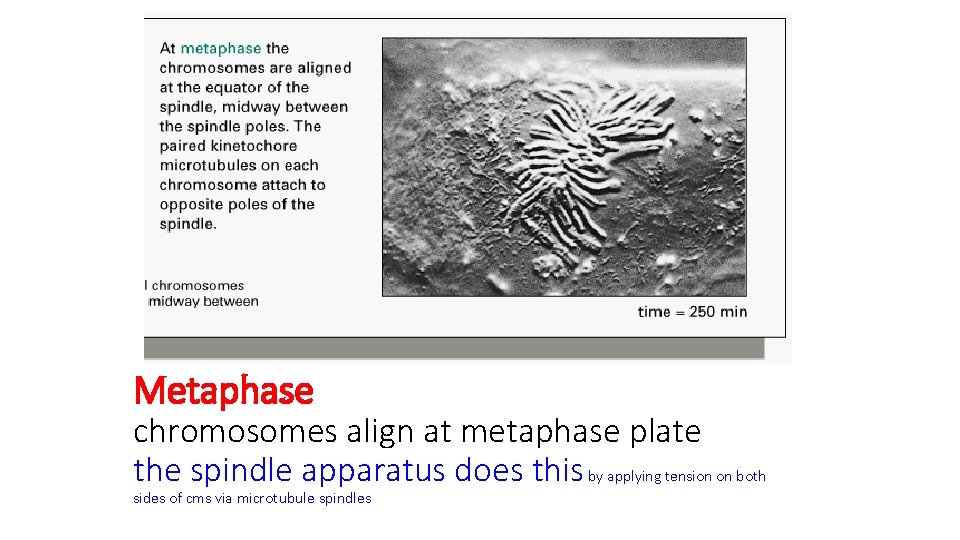 Metaphase chromosomes align at metaphase plate the spindle apparatus does this by applying tension