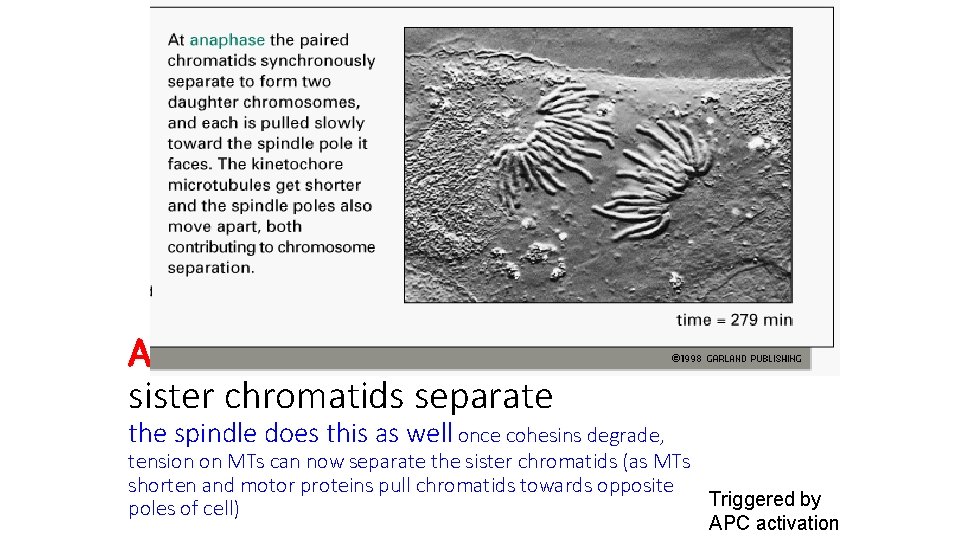 Anaphase sister chromatids separate the spindle does this as well once cohesins degrade, tension
