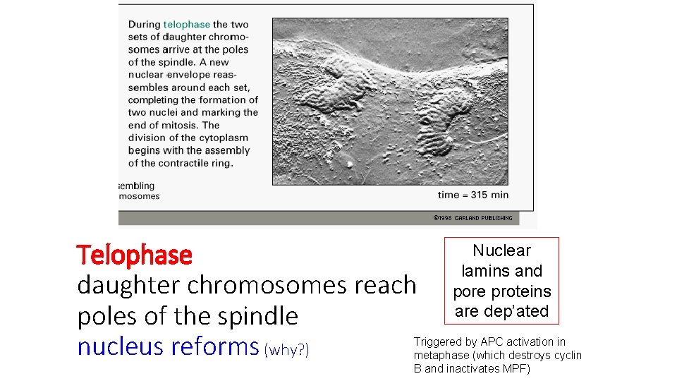 Telophase daughter chromosomes reach poles of the spindle nucleus reforms (why? ) Nuclear lamins