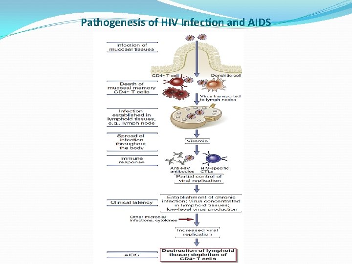 Pathogenesis of HIV Infection and AIDS 