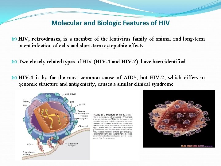Molecular and Biologic Features of HIV, retroviruses, is a member of the lentivirus family