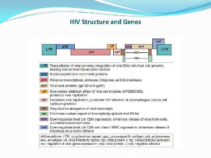 HIV Structure and Genes 