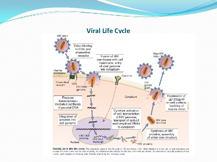 Viral Life Cycle 