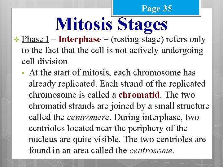 Page 35 v Phase Mitosis Stages I – Interphase = (resting stage) refers only