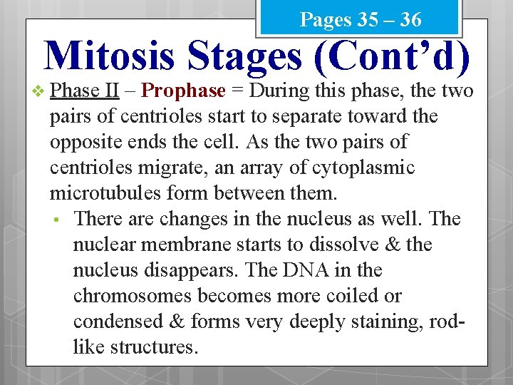 Pages 35 – 36 Mitosis Stages (Cont’d) v Phase II – Prophase = During