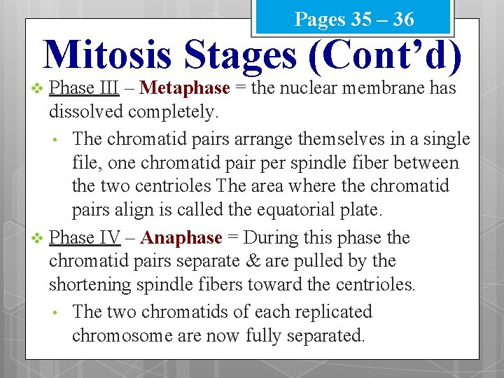Pages 35 – 36 Mitosis Stages (Cont’d) Phase III – Metaphase = the nuclear