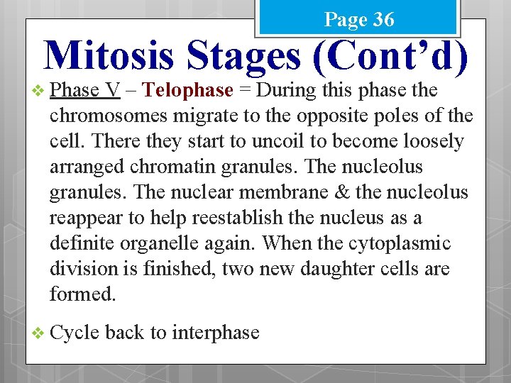 Page 36 Mitosis Stages (Cont’d) v Phase V – Telophase = During this phase