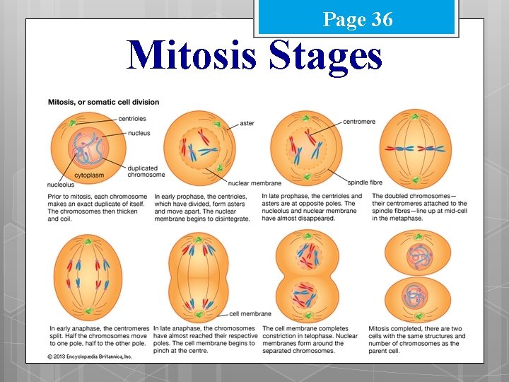 Page 36 Mitosis Stages 