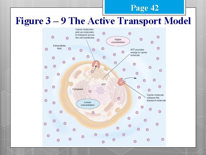 Page 42 Figure 3 – 9 The Active Transport Model 