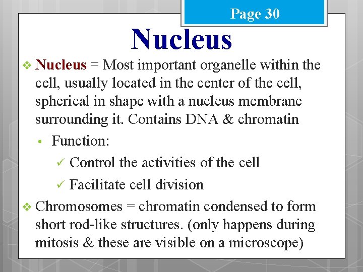 Page 30 Nucleus v Nucleus = Most important organelle within the cell, usually located