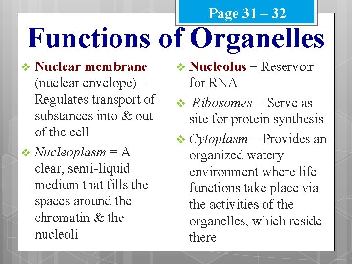 Page 31 – 32 Functions of Organelles Nuclear membrane (nuclear envelope) = Regulates transport