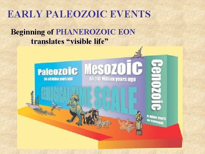 EARLY PALEOZOIC EVENTS Beginning of PHANEROZOIC EON translates “visible life” 