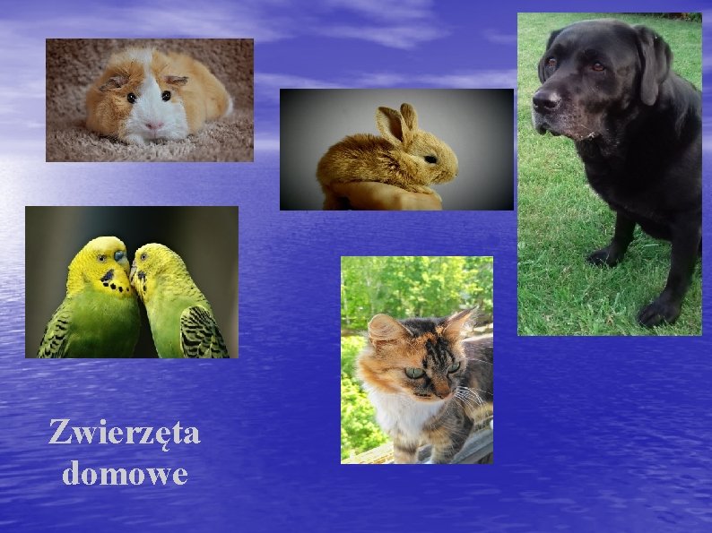 Zwierzęta domowe 