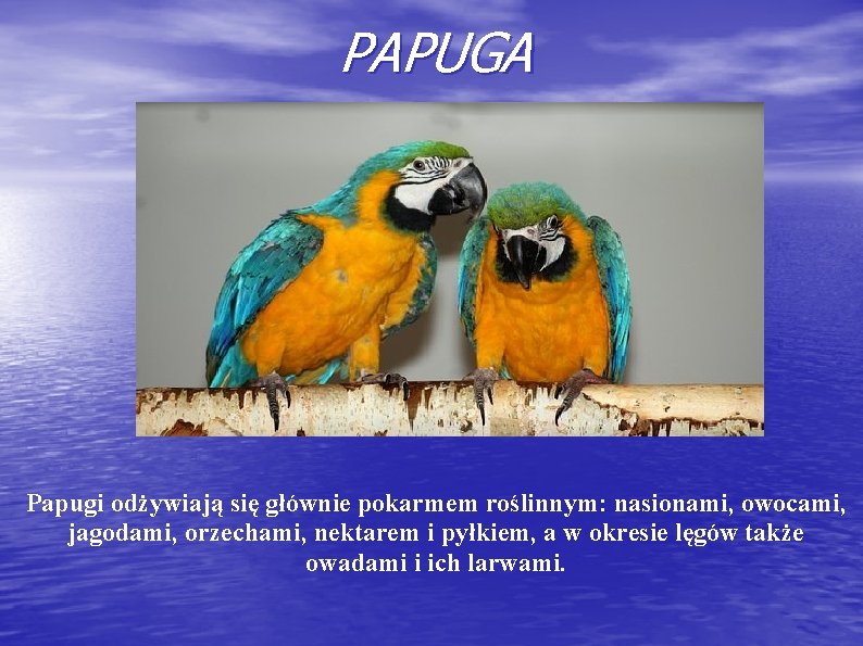 PAPUGA Papugi odżywiają się głównie pokarmem roślinnym: nasionami, owocami, jagodami, orzechami, nektarem i pyłkiem,