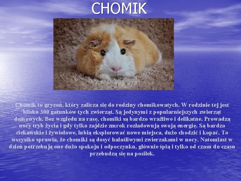 CHOMIK Chomik to gryzoń, który zalicza się do rodziny chomikowatych. W rodzinie tej jest