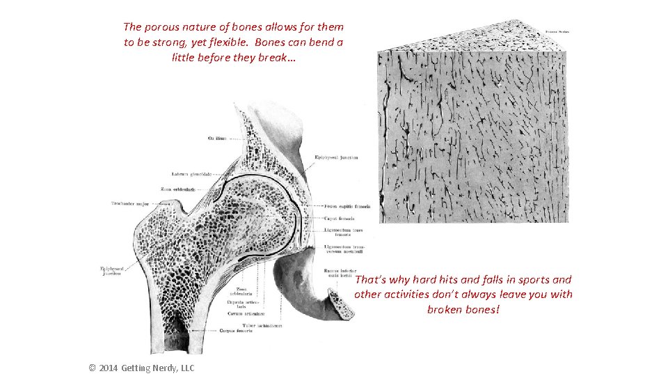 The porous nature of bones allows for them to be strong, yet flexible. Bones