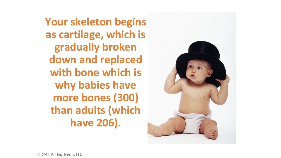 Your skeleton begins as cartilage, which is gradually broken down and replaced with bone