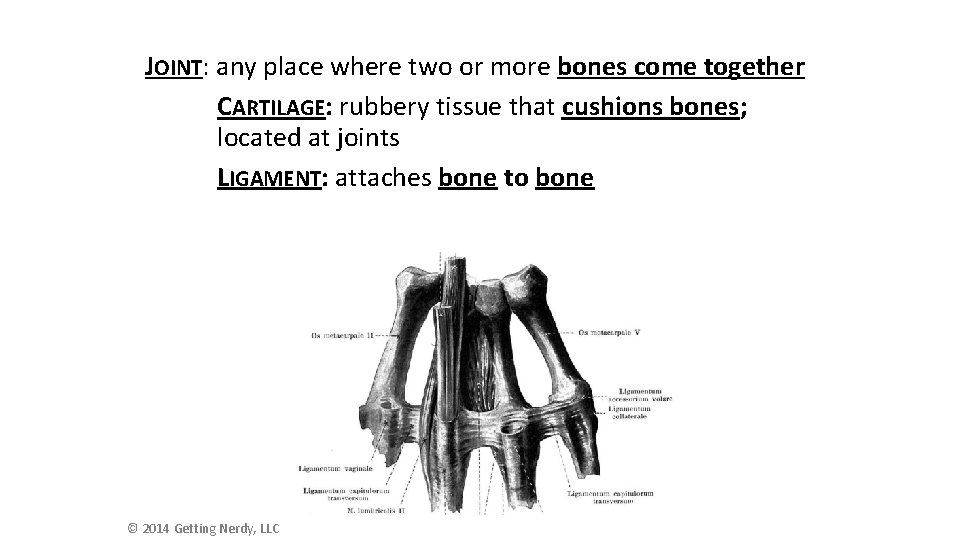 JOINT: any place where two or more bones come together CARTILAGE: rubbery tissue that