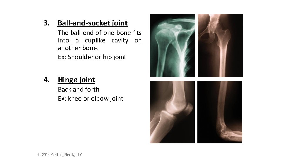 3. Ball-and-socket joint The ball end of one bone fits into a cuplike cavity
