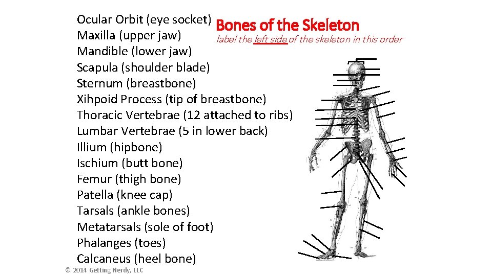 Ocular Orbit (eye socket) Bones of the Skeleton Maxilla (upper jaw) label the left