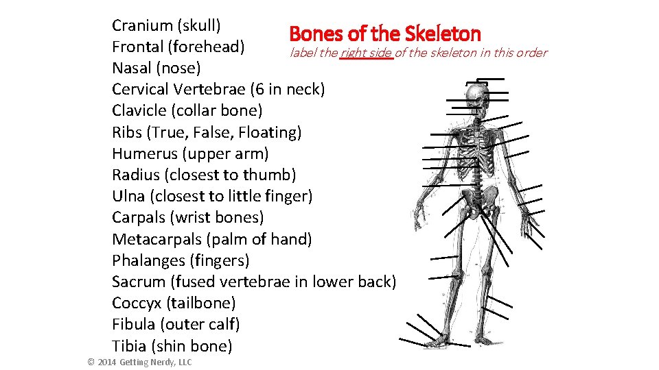 Cranium (skull) Bones of the Skeleton Frontal (forehead) label the right side of the