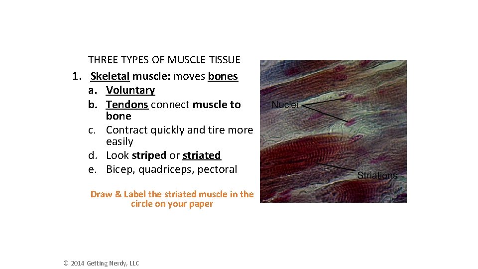 THREE TYPES OF MUSCLE TISSUE 1. Skeletal muscle: moves bones a. Voluntary b. Tendons