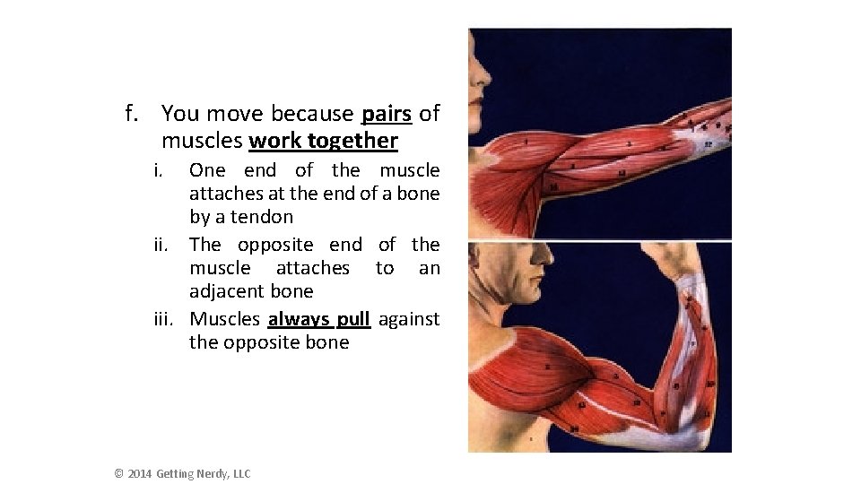 f. You move because pairs of muscles work together i. One end of the