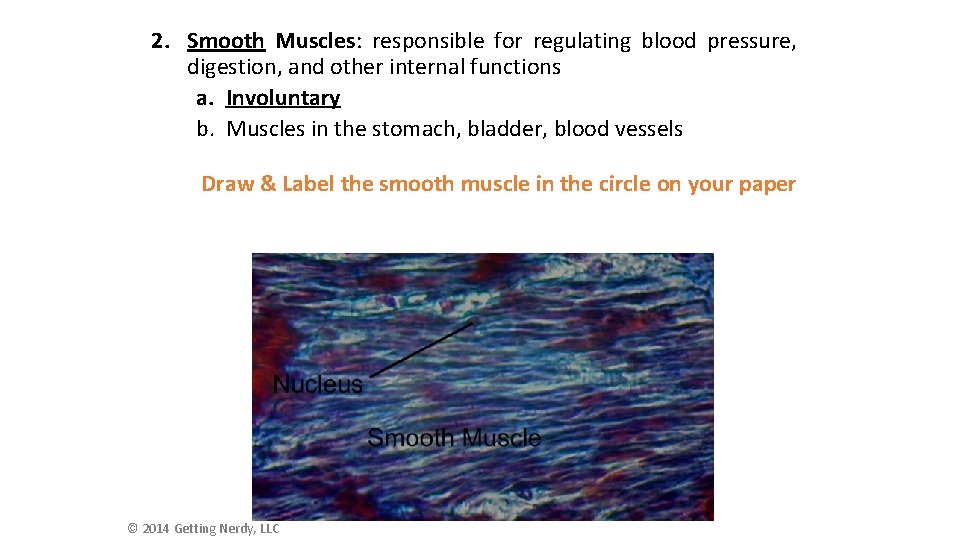 2. Smooth Muscles: responsible for regulating blood pressure, digestion, and other internal functions a.