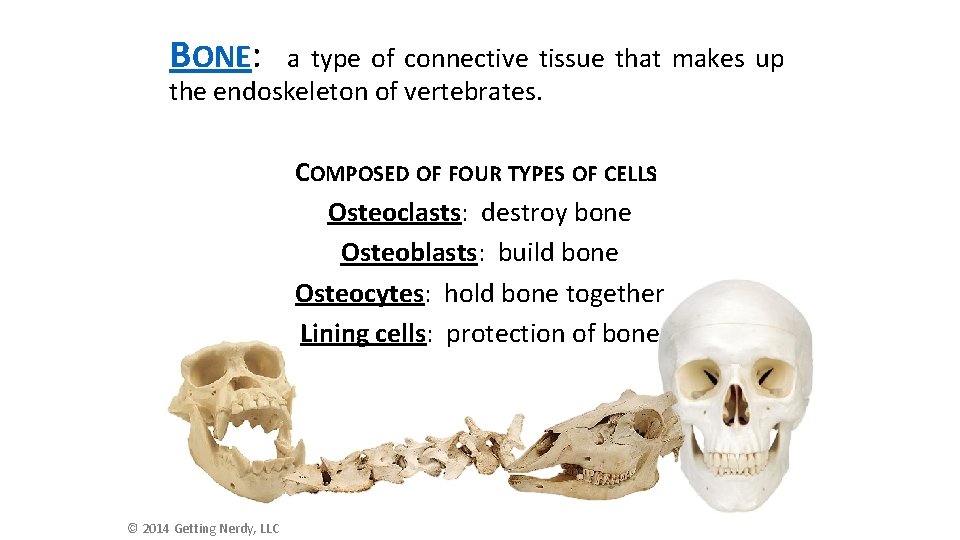 BONE: a type of connective tissue that makes up the endoskeleton of vertebrates. COMPOSED