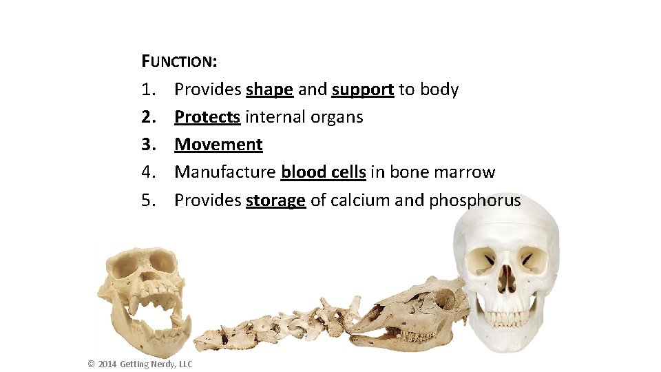 FUNCTION: 1. Provides shape and support to body 2. Protects internal organs 3. Movement