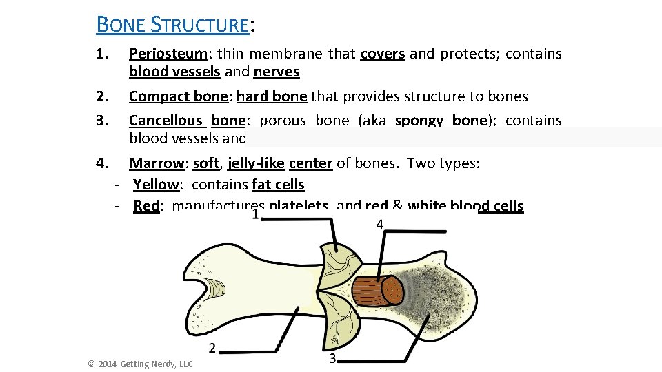 BONE STRUCTURE: 1. Periosteum: thin membrane that covers and protects; contains blood vessels and
