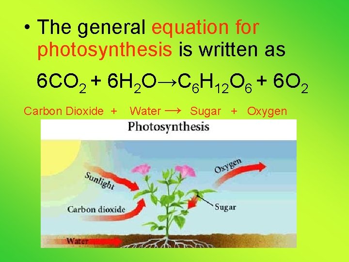  • The general equation for photosynthesis is written as 6 CO 2 +