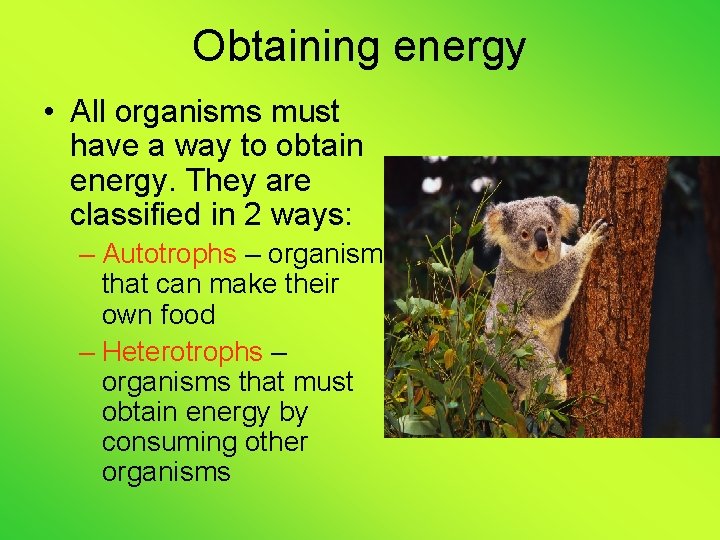 Obtaining energy • All organisms must have a way to obtain energy. They are