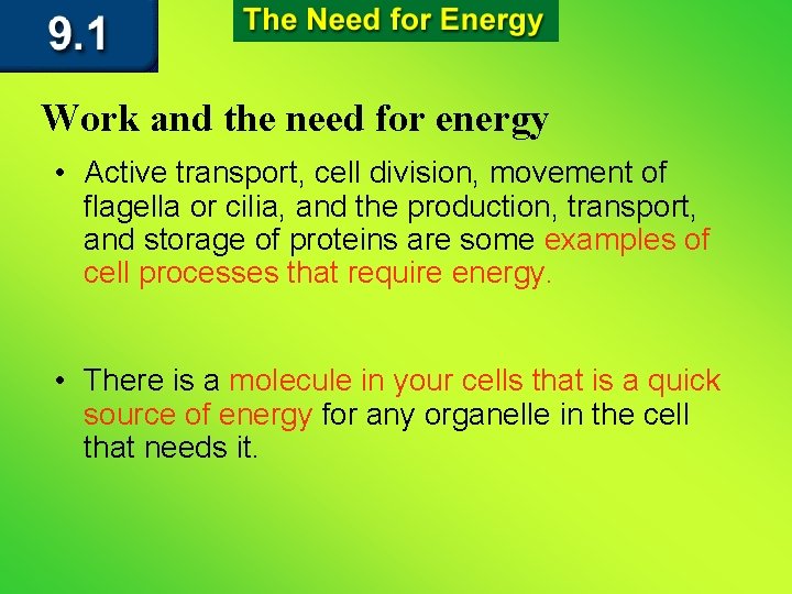 Work and the need for energy • Active transport, cell division, movement of flagella