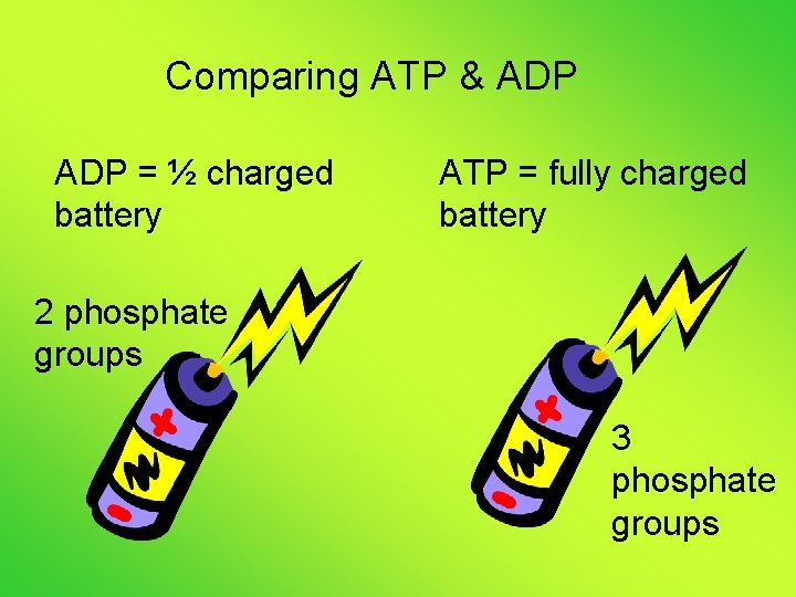 Comparing ATP & ADP = ½ charged battery ATP = fully charged battery 2