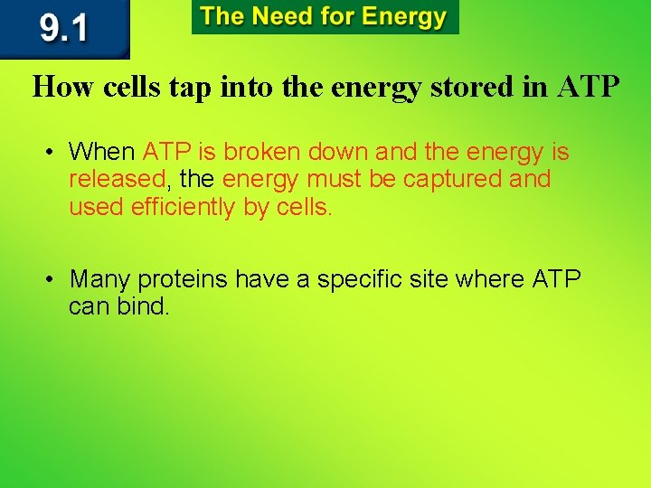 How cells tap into the energy stored in ATP • When ATP is broken