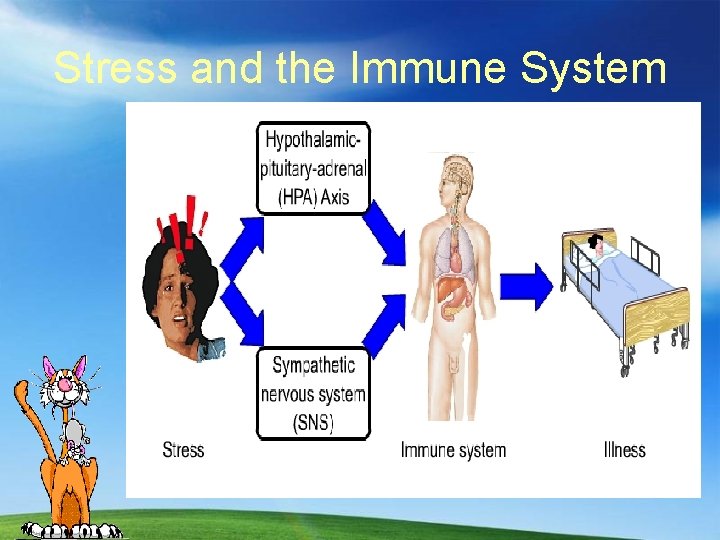 Stress and the Immune System 